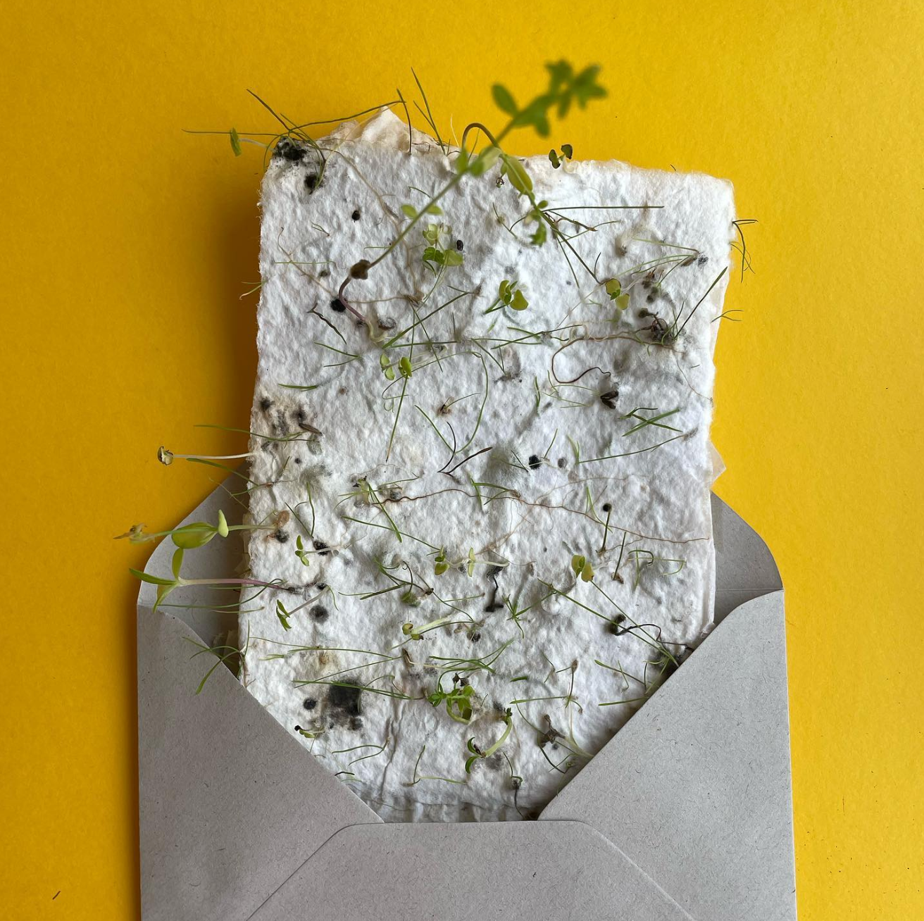 How To Plant your Seeded Paper